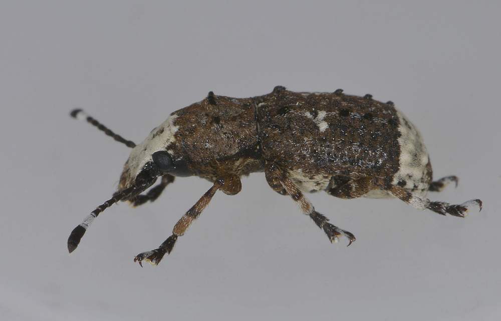 Platystomos albinus (Anthribidae)